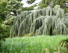 Плакучая форма кроны – 8 красивейших лиственных деревьев