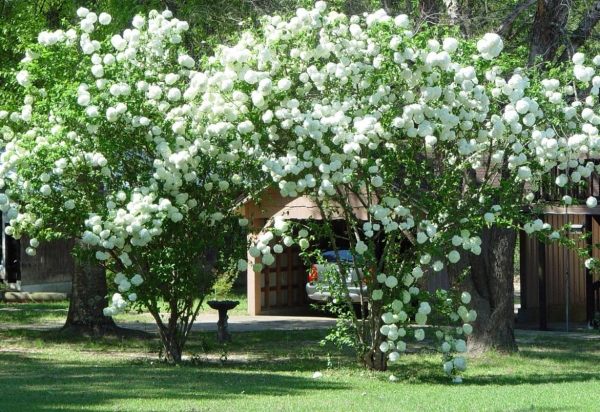 Декоративная калина Бульденеж с белыми цветами шарами