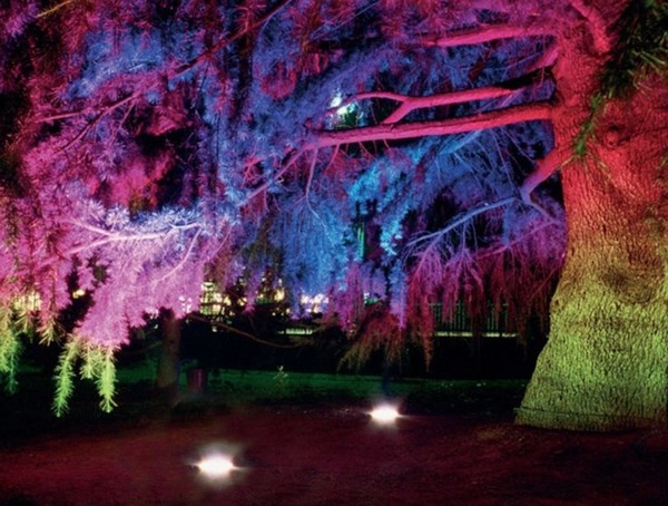 Подсветка дерева разноцветными огнями