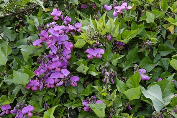 Вьющийся цветок с фиолетовыми цветами - 77 фото