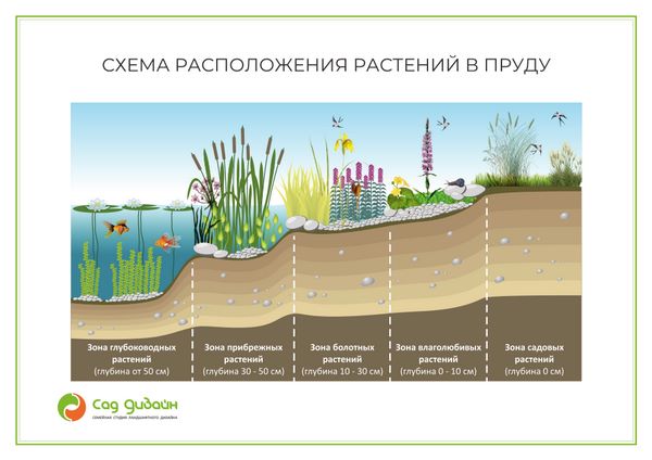 Схема расположения растений в пруду