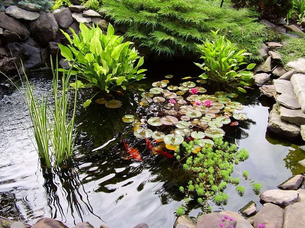 Водные растения в пруду