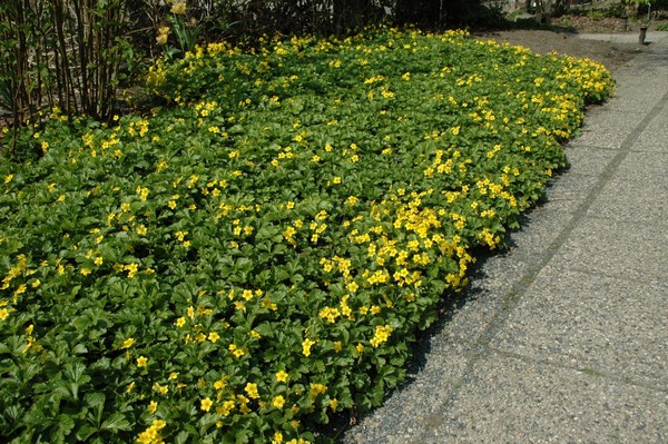 Лекарственное растение с желтыми цветами - фото онлайн на витамин-п-байкальский.рф