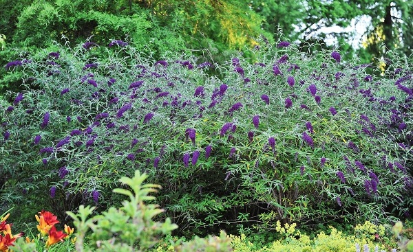 Яркие фиолетовые оттенки в саду: многолетники и цветущие кустарники