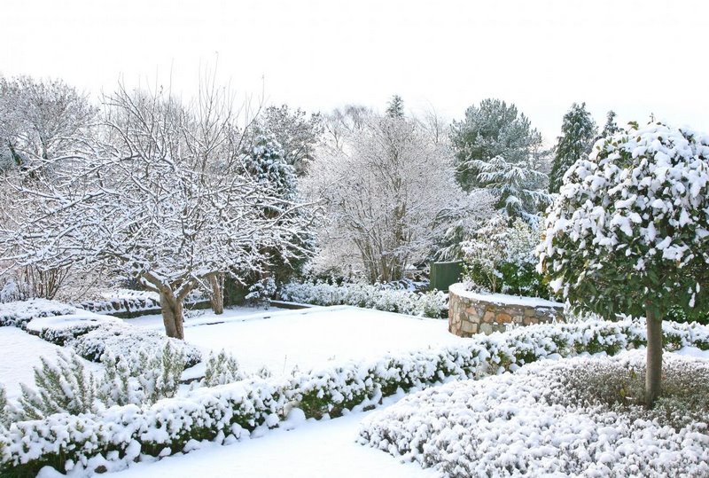 На фото – сад зимой