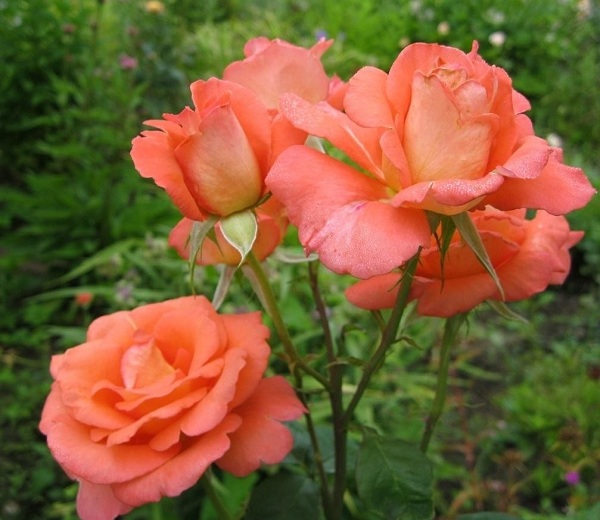 На фото – оранжевые розы