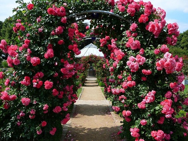 Анфилада из арок, увитых плетистыми розами