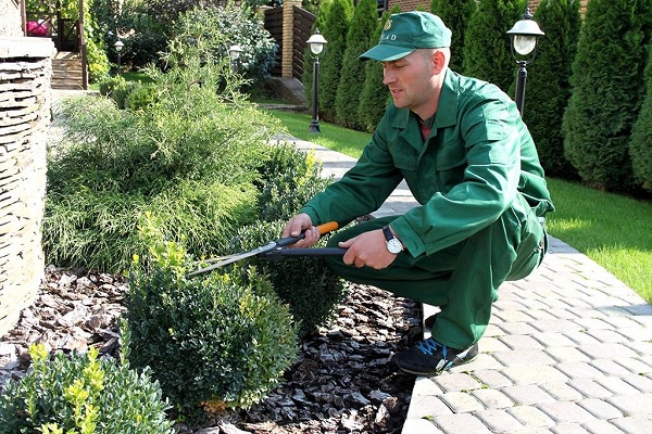 Профессиональное обслуживание сад